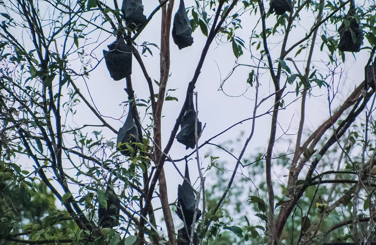 Flying Foxes bij Wangi Falls